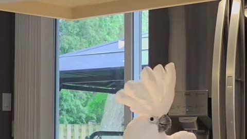 this parrot will make you laugh till you cry! 😂
