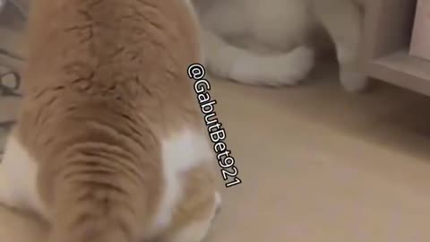 funny cat
