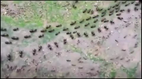 Ants and Termites: Borders
