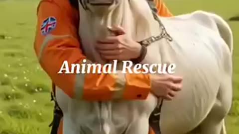 What Animal Rescue Will Look Like in 2025