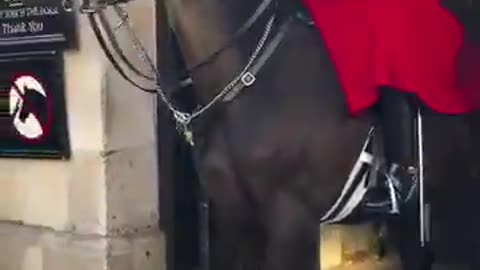 Diversity trying to startle horse