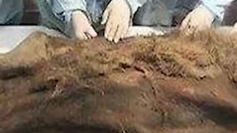Terrifying Prehistoric Creatures Scientists Found Frozen In Ice