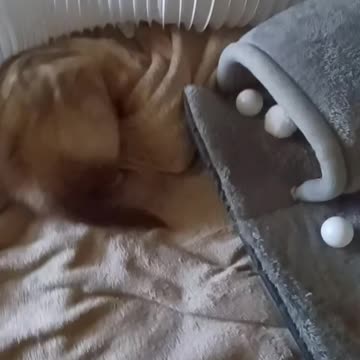 See how the elusive carpet shark suddenly disappears and reappears!