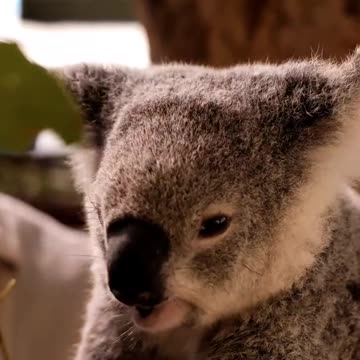 Australian koala