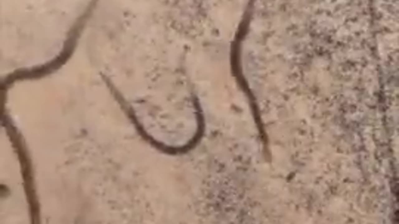 Baking Soda vs Human Parasites (Under The Microscope)