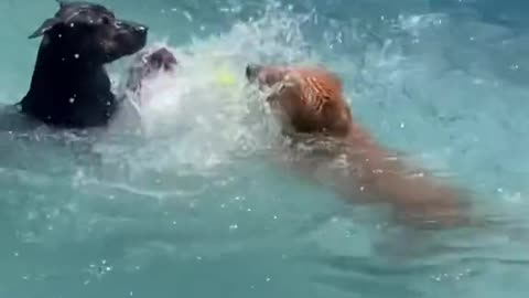 Dog's Comedy Videos 🤣 so cute videos 😍 funny videos 🤣