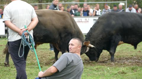 Radonja od Selmana vs Zamka od Rakulja i Sima Bronzani Majdan 2025