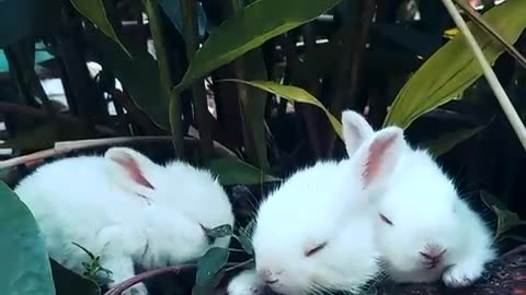 Rabbits Resting On A Pot With A Plant