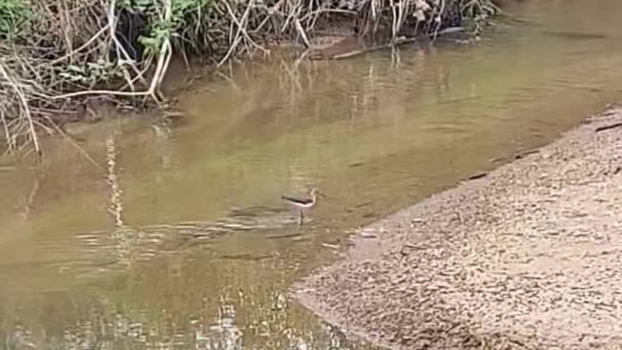 A Soildary Sandpiper.