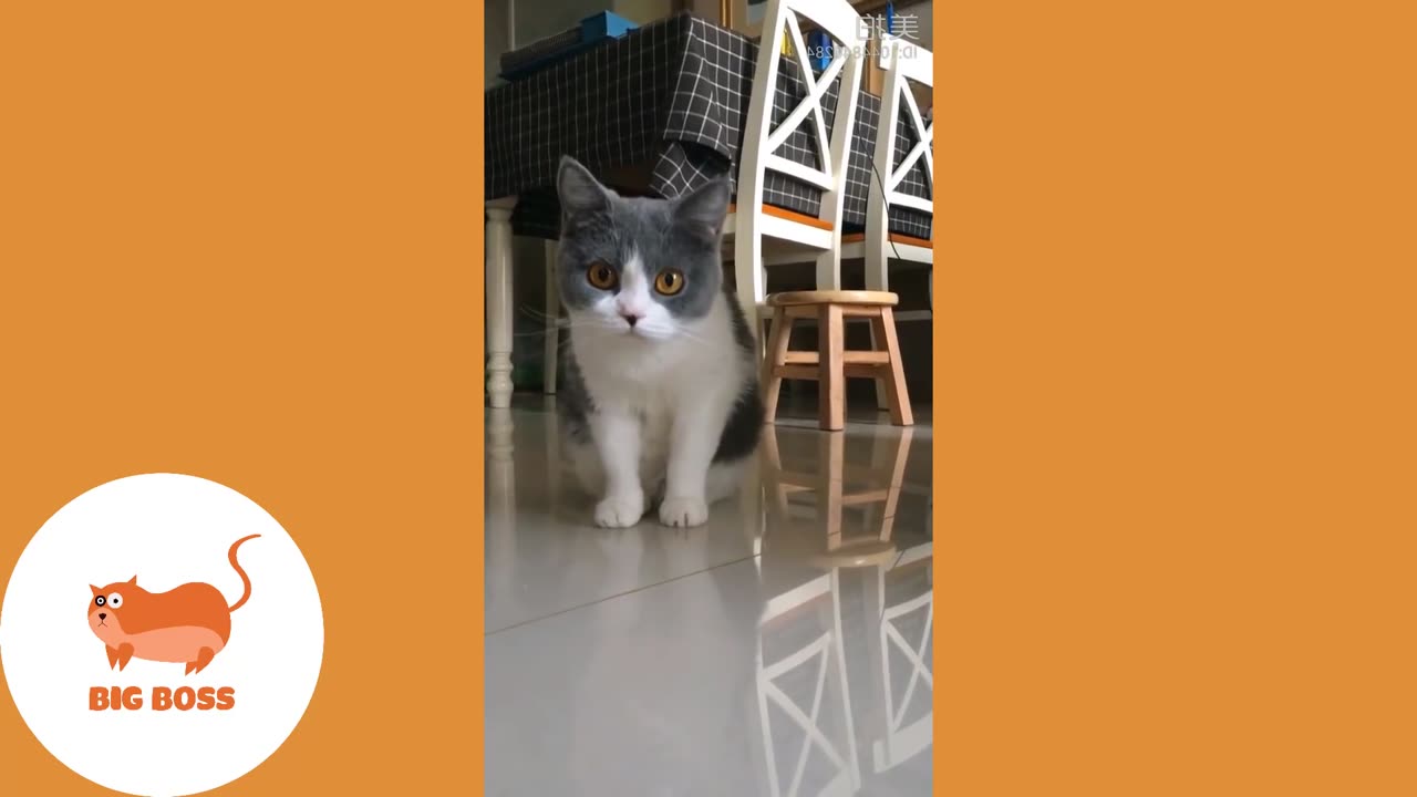 Cute Dogs and Cats