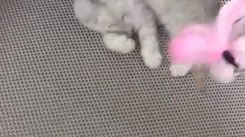 🥺💖 SO CUTE BABY CAT! | FunFM