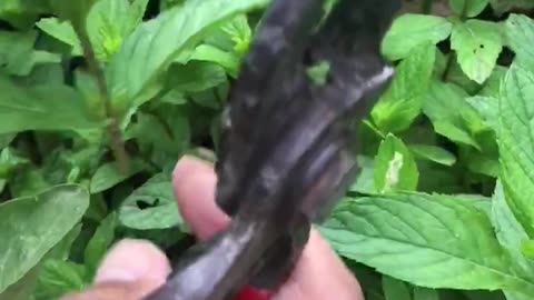 Mint harvest