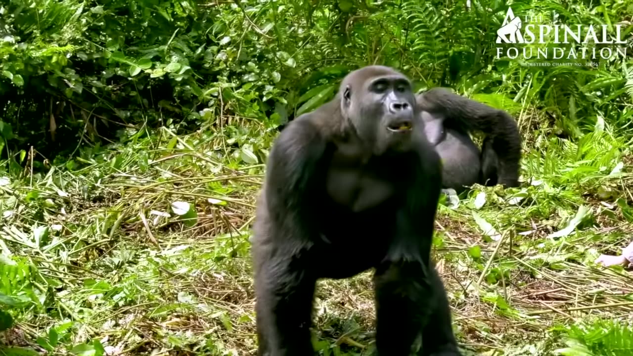 Heart-warming moment WILD GORILLAS accept Damian Aspinall's wife Victoria - OFFICIAL VIDEO