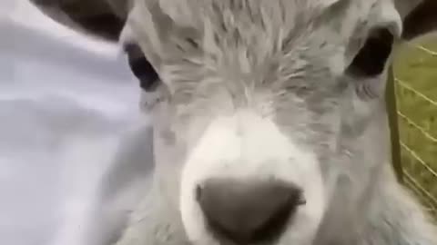 Best funny animals videos