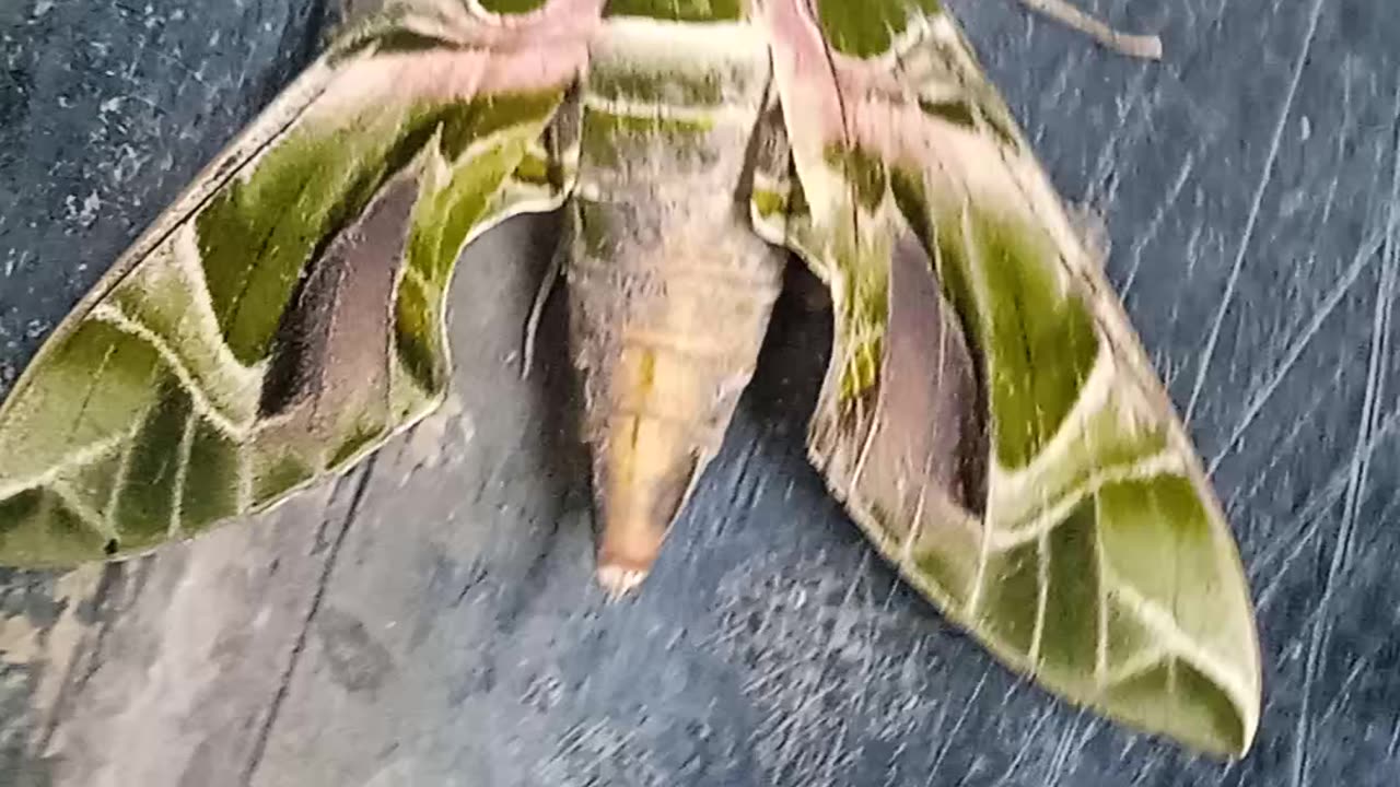 Nature