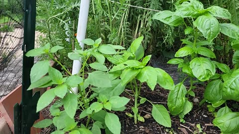 Basil Harvest asmr
