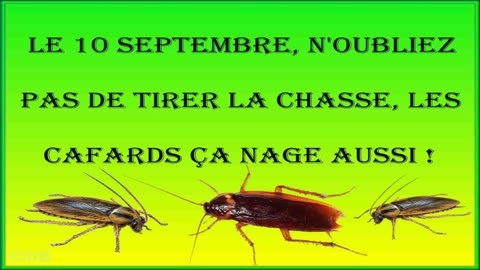 Le 10 septembre, n'oubliez pas de tirer la chasse, les cafards ça nage aussi !