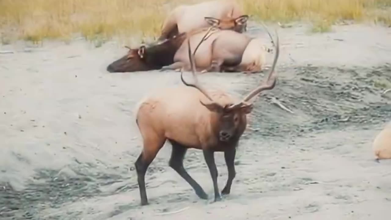 #Longbarrel
