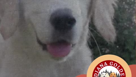English Golden Retriever: Raised with Care at Indiana Goldens