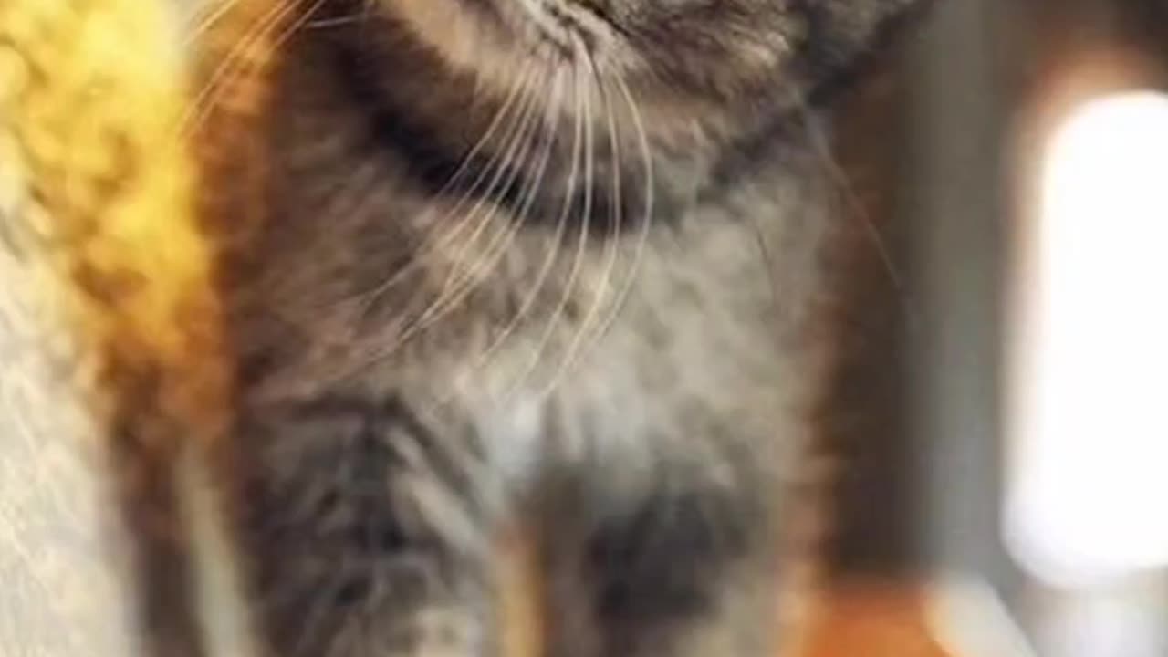 Cuteness Overload | Funny Cats to Brighten Your Day 🐱✨