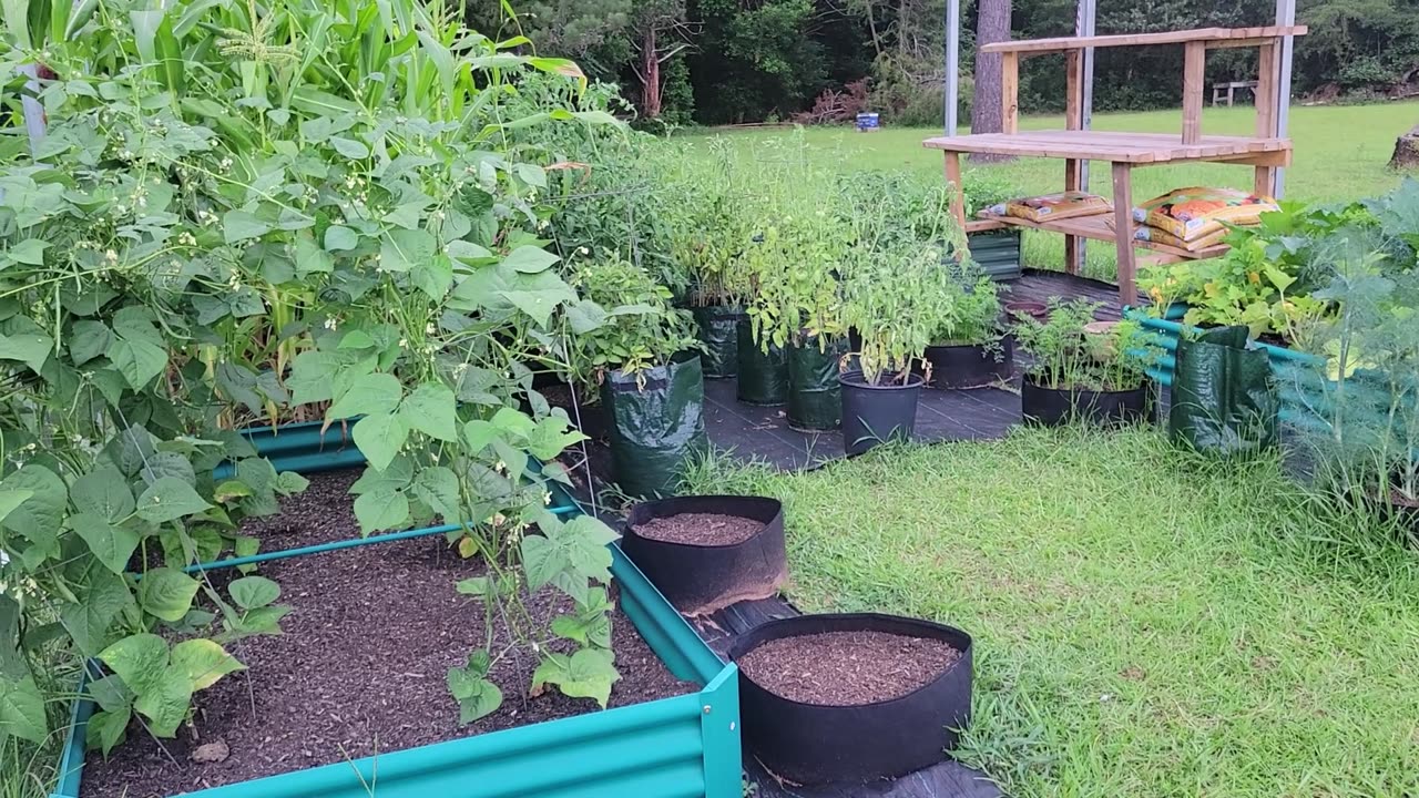 Picking the garden and checking on the baby chicks
