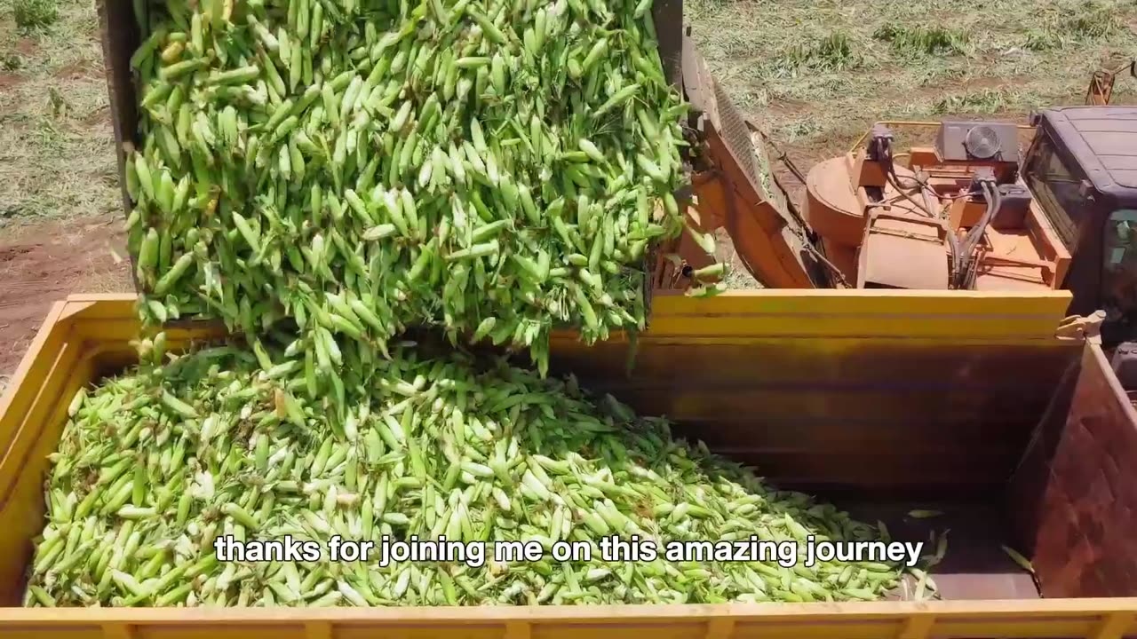 How American Farmers Harvest 249 BILLION Pounds of Soybeans 🌱 | INSANE Agriculture Technology!