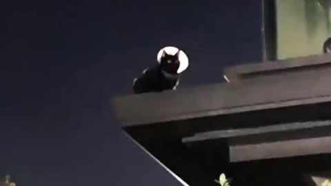Cat protecting our city