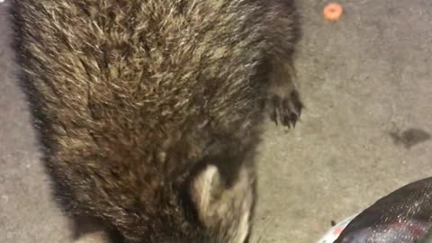 Baby Raccoon Recovers After Losing Hand
