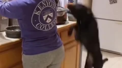 Funny video, funny videos, funnydogs, dogs fun, dogs, cats, cats funny