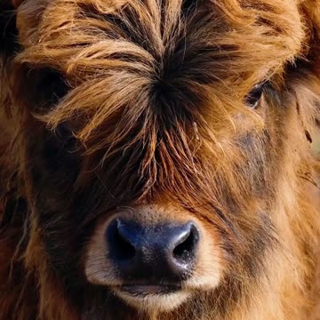 Selfie Moo-d 🐮📷 | Sounds of Nature