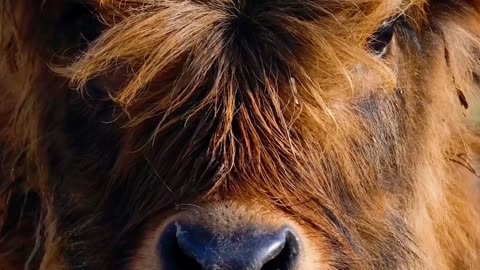 Selfie Moo-d 🐮📷 | Sounds of Nature