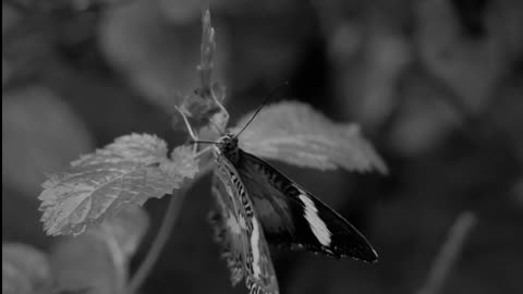 Daily Horoscope | Libra 🌟