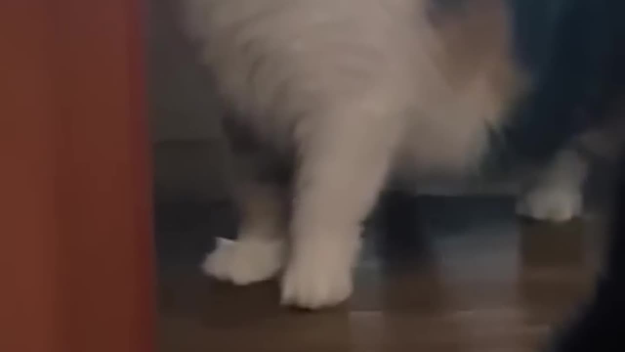 Cat Sees Its Own Photo and Freaks Out 😂 | Funny Cat Reaction