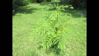 Sunlight Through Feathers Dawn Redwood Tree August 2025