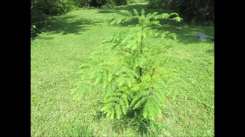 Sunlight Through Feathers Dawn Redwood Tree August 2025