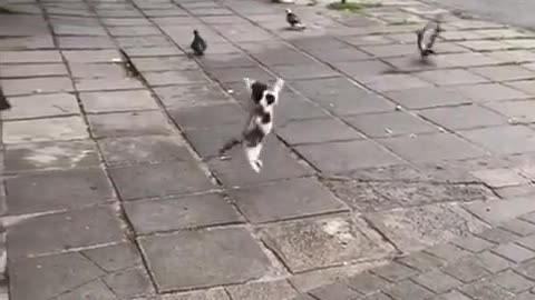 😂🐶 Her First Hunt, Please Be Supportive! | FunFM