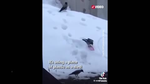 You ever see a crow snowboard? These birds are super intelligent