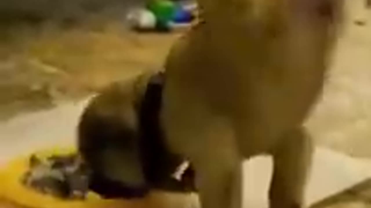 COMPILATION WITH THE FUNNIEST ANIMALS -