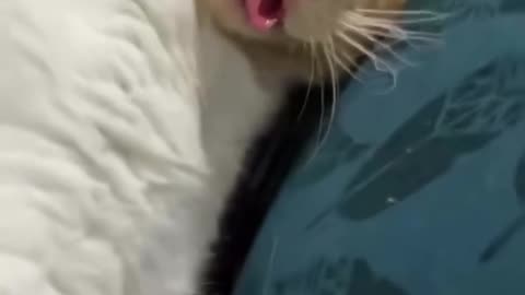 Cat core😅