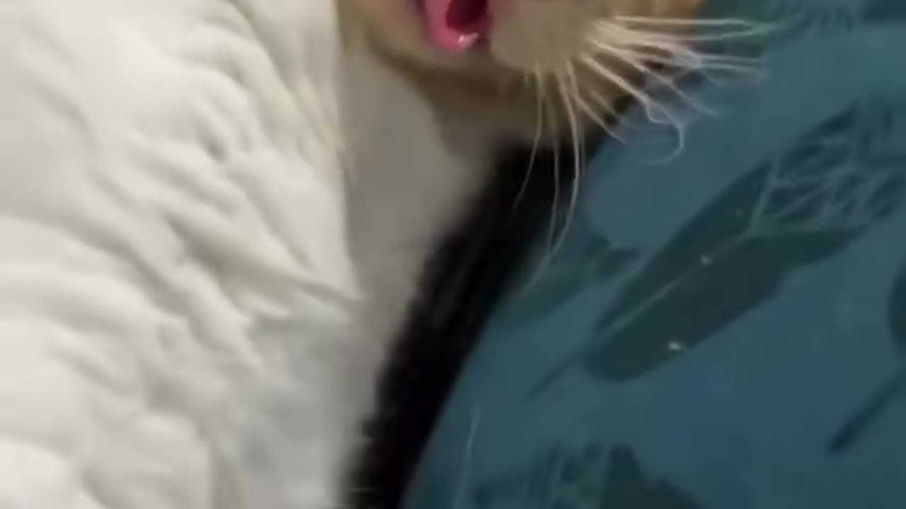 Cat core😅