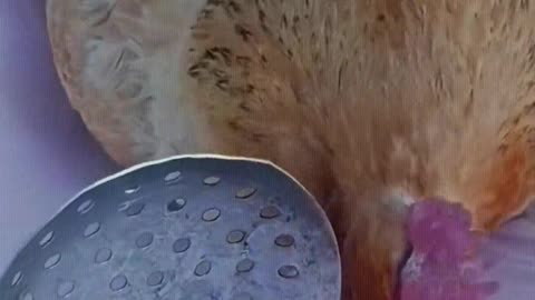 It is a grateful hen.