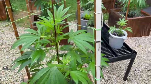 Blasted Genetics Outdoor