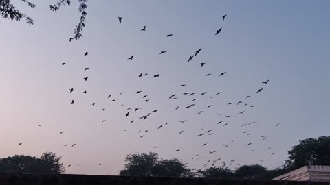 Beautiful view of birds in the sky