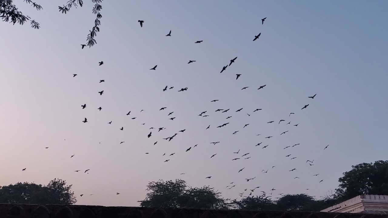 Beautiful view of birds in the sky
