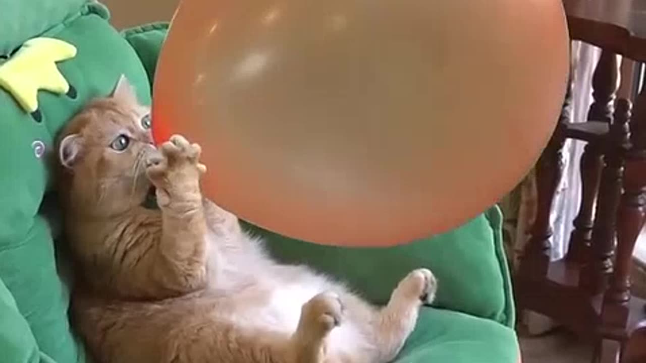 Kucing yang lucu banget