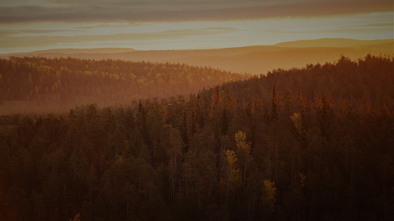 Russian timber for China, European blood is sweet, but Russian is cheaper