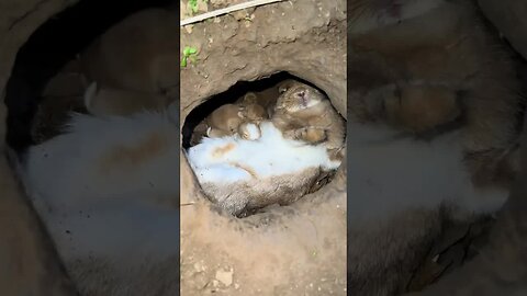 The sound of the little rabbit sucking milk is so healing. Cute pet little rabbit. Original by G