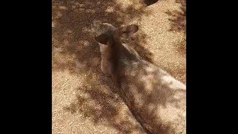Pigeons annoying kangaroo