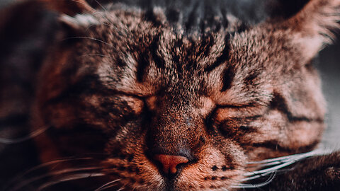 Funny cat videos 2025