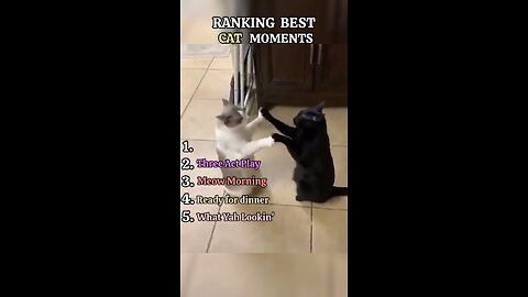 Ranking Cat Moments part-1